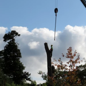 Mise en forme d'arbustes décoratifs à Terrasson-Lavilledieu.
